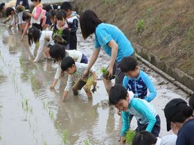 田植え体験をしました（年長）