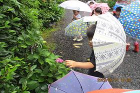 雨の日の散歩