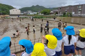 田んぼで泥んこ遊び(年長)