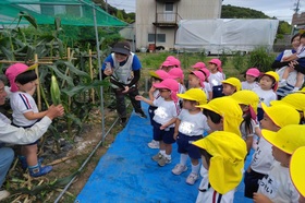 トウモロコシの収穫